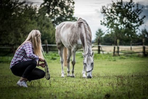Horse coaching formation particuliers