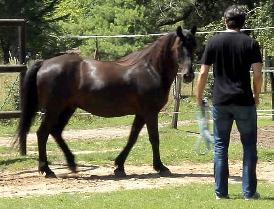 Développer son assertivité : interaction avec le cheval