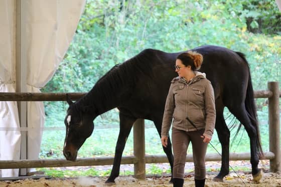 Team building avec le cheval : interaction individuelle avec le cheval