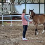 Mieux gérer ses émotions : interaction entre un cheval et une participante lors d'un séminaire equicoaching, illustrant la gestion des émotions au sein d'une équipe.