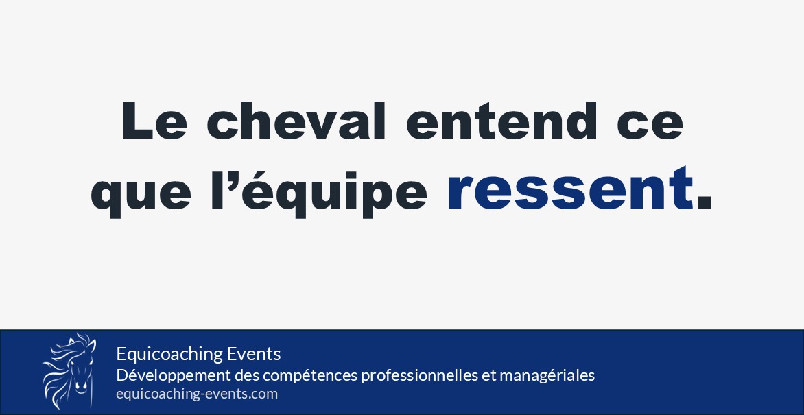 Le cheval perçoit la communication non verbale du leader et ce que ressent l’équipe, en equicoaching.