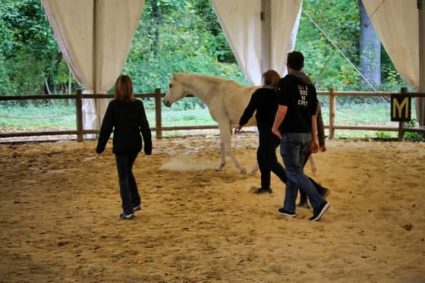 Interaction en groupe avec un cheval